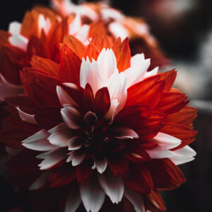 Moody Blumen Wandbild Rot-weiße Dahlie von Tatjana Prawitz