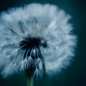 Moody Blumen Wandbild Pusteblume von Tatjana Prawitz