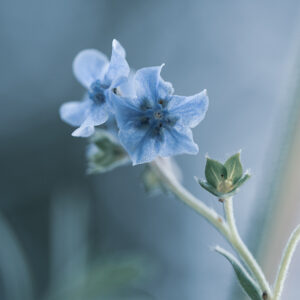 Blumen Wandbild Chinesisches Vergissmeinnicht von Tatjana Prawitz
