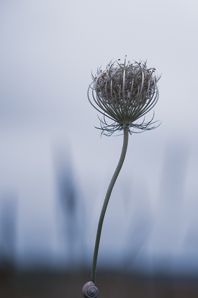 Wandbild Wilde Möhre, zu kaufen im Bildershop Moody Flowers