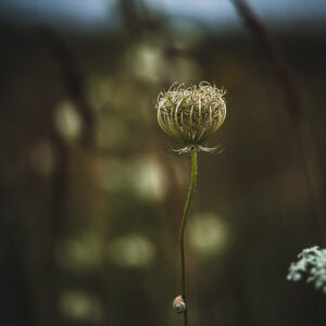Moody Blumen Wandbild Wilde Möhre von Tatjana Prawitz