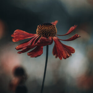 Moody Blumen Wandbild Sonnenbraut von Tatjana Prawitz