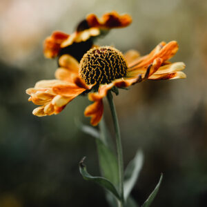 Moody Blumen Wandbild Sonnenbraut von Tatjana Prawitz