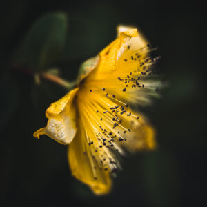 Moody Blumen Wandbild Johanniskraut von Tatjana Prawitz