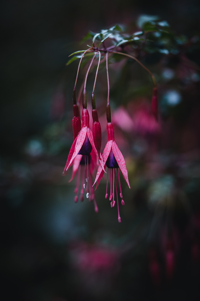 Wandbild Fuchsie, zu kaufen im Bildershop Moody Flowers