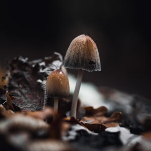 Natur Makro Wandbild Glimmertintling von Tatjana Prawitz