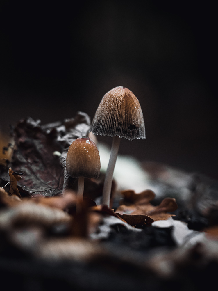 Glimmertintling, zu kaufen im Bildershop Nature Macro