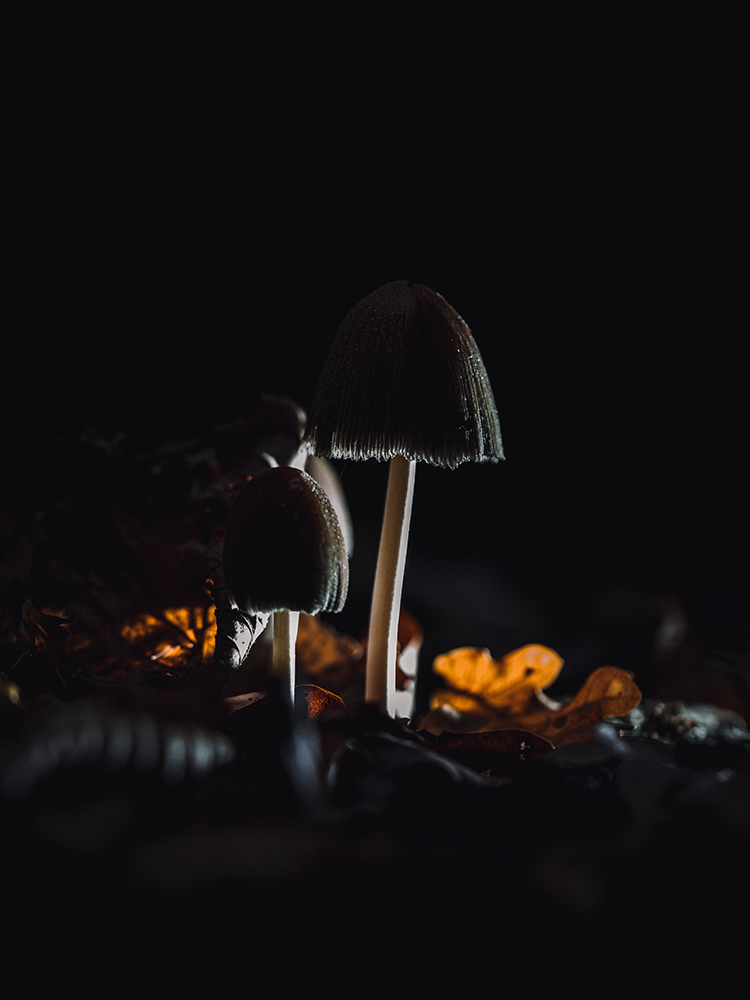 Glimmertintling - Fine Art Photography - Nature Macro