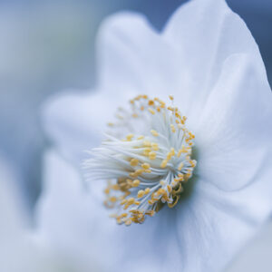 Blumen Wandbild Weiße Christrose von Tatjana Prawitz