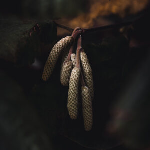 Natur Makro Wandbild Blütenkätzchen Hasel von Tatjana Prawitz