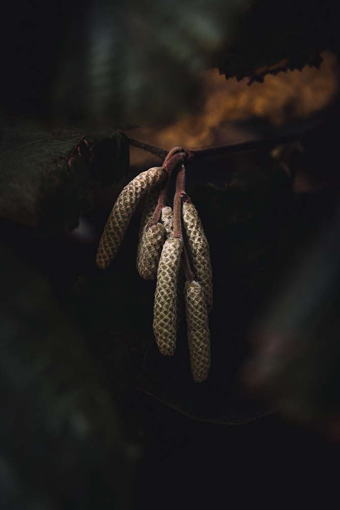Wandbild Blütenkätzchen Hasel, zu kaufen im Bildershop Nature Macro