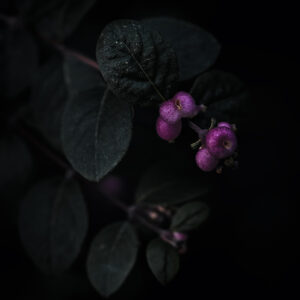 Natur Makro Wandbild Korallenbeere von Tatjana Prawitz