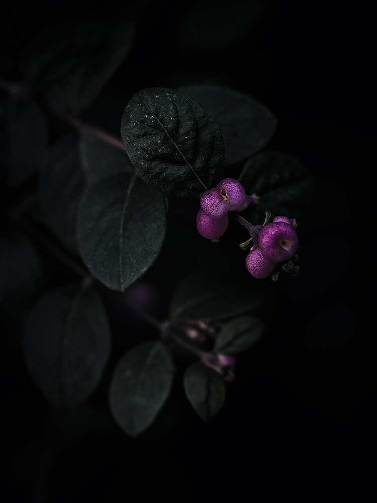 Wandbild Korallenbeere, zu kaufen im Bildershop Nature Macro