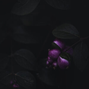 Natur Makro Wandbild Korallenbeere von Tatjana Prawitz