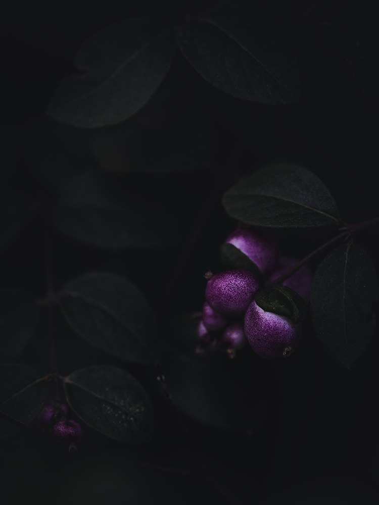 Wandbild Korallenbeere, zu kaufen im Bildershop Nature Macro