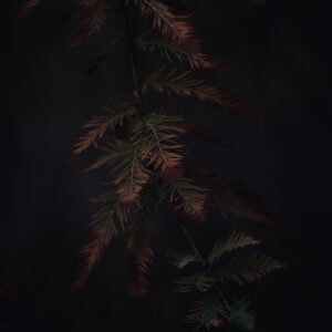 Natur Makro Wandbild Sumpfzypresse von Tatjana Prawitz