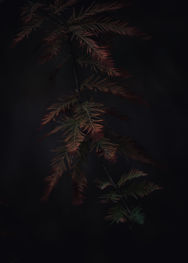 Wandbild Sumpfzypresse, zu kaufen im Bildershop Nature Macro