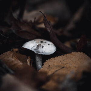 Natur Makro Wandbild Kleiner weißer Pilz von Tatjana Prawitz