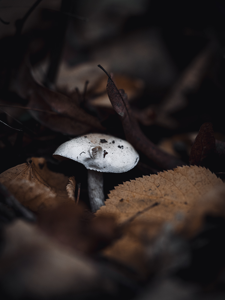 Wandbild Kleiner weißer Pilz, zu kaufen im Bildershop Nature Macro