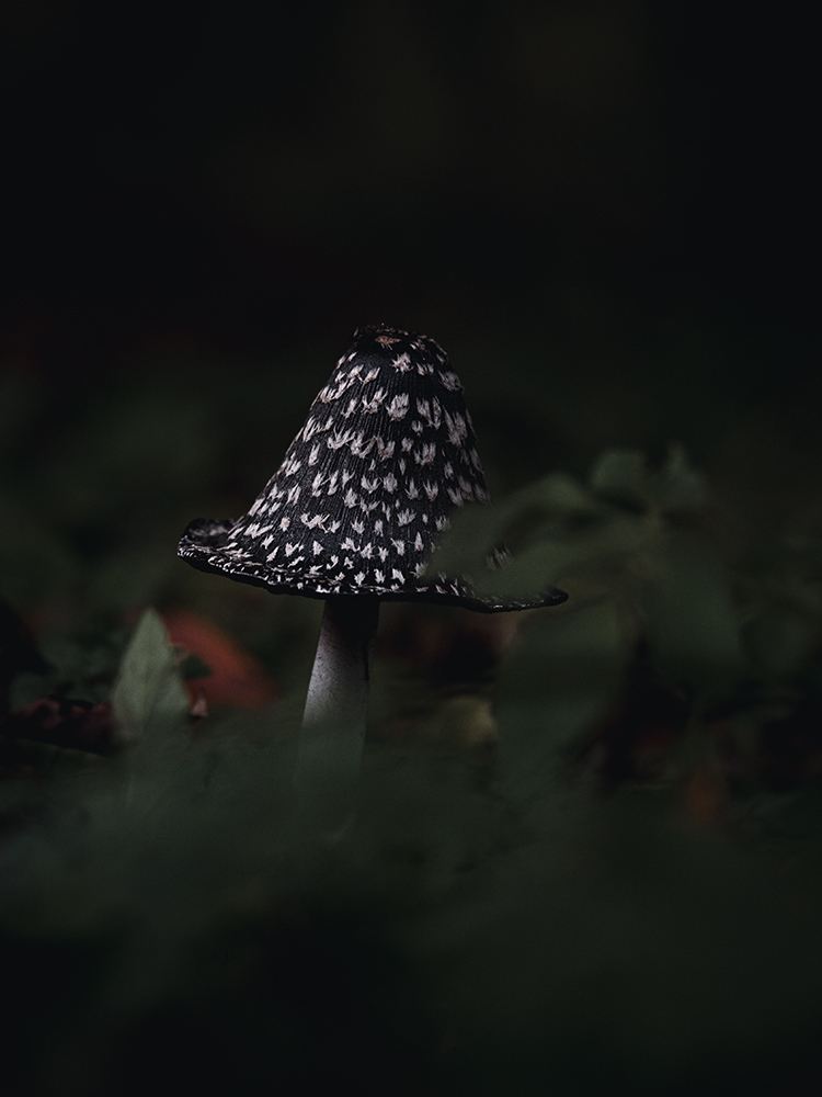 Wandbild Specht-Tintling, zu kaufen im Bildershop Nature Macro
