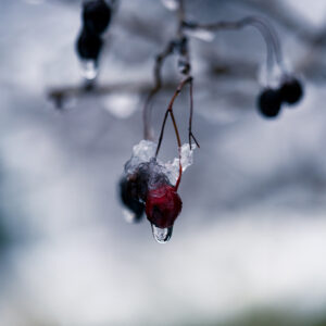 Natur Makro Wandbild Früchte des Weißdorns von Tatjana Prawitz