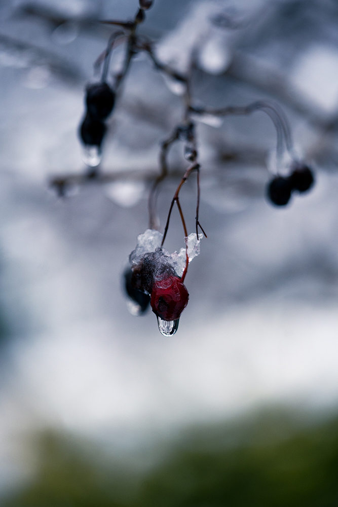 Natur Makro Wandbild Früchte des Weißdorns von Tatjana Prawitz