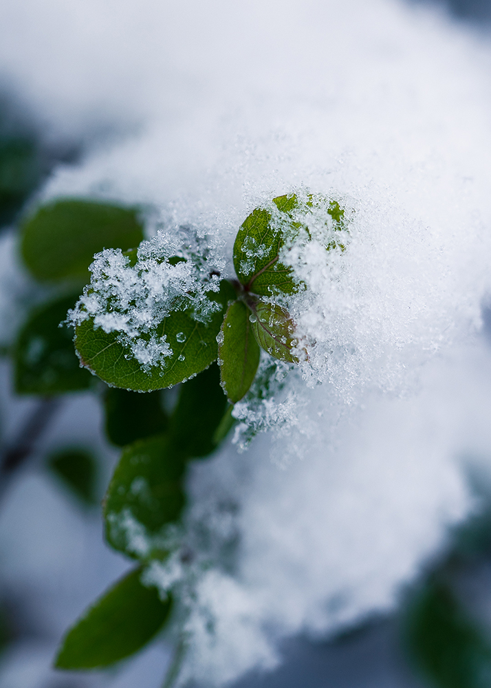 Natur Makro Foto von Tatjana Prawitz