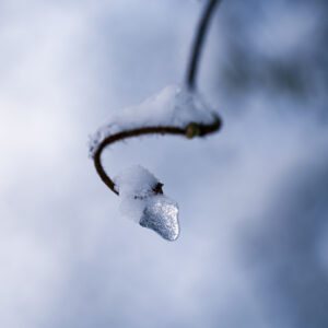 Natur Makro Wandbild Eistropfen von Tatjana Prawitz