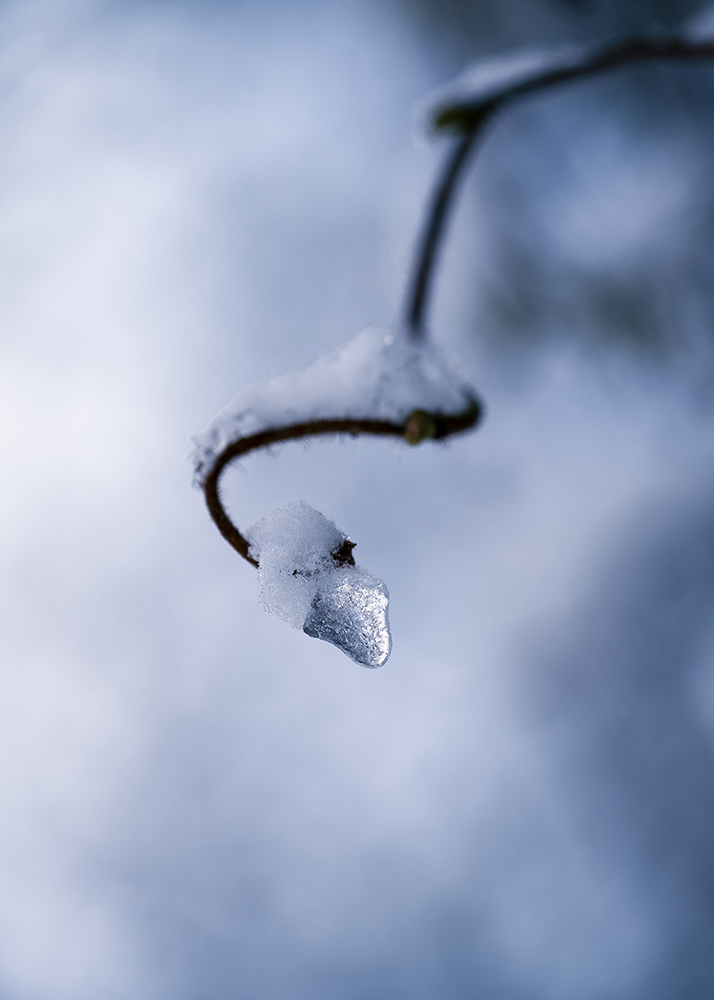 Natur Makro Wandbild Eistropfen von Tatjana Prawitz