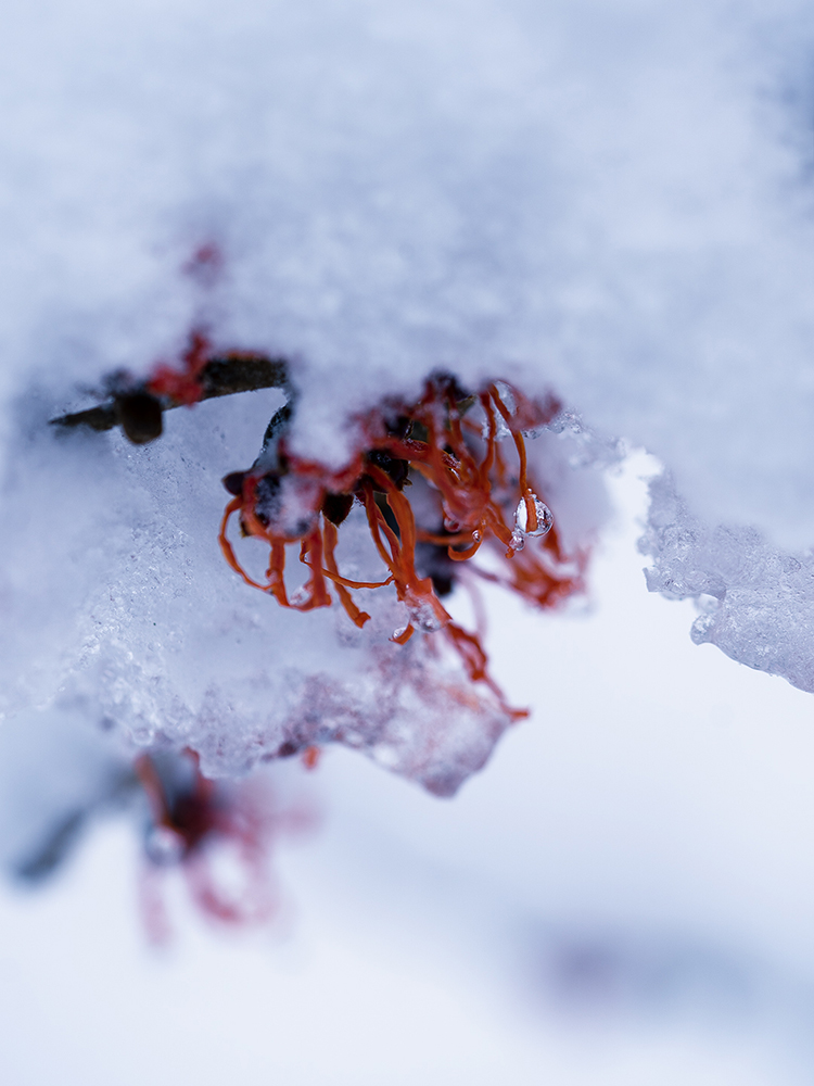Natur Makro Zaubernuss im Schnee Foto von Tatjana Prawitz