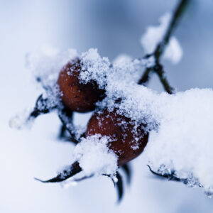 Natur Makro Wandbild Hagebutte im Schnee von Tatjana Prawitz