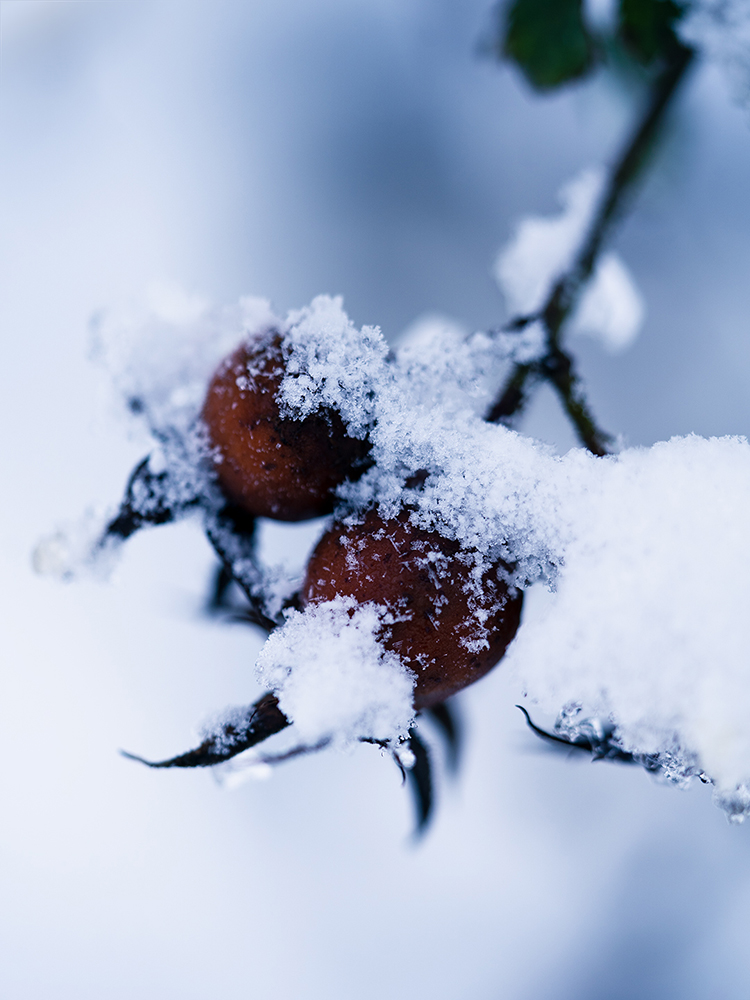 Natur Makro Wandbild Hagebutte im Schnee von Tatjana Prawitz