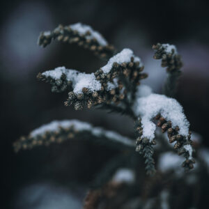 Natur Makro Wandbild Japanische Sicheltanne im Schnee von Tatjana Prawitz