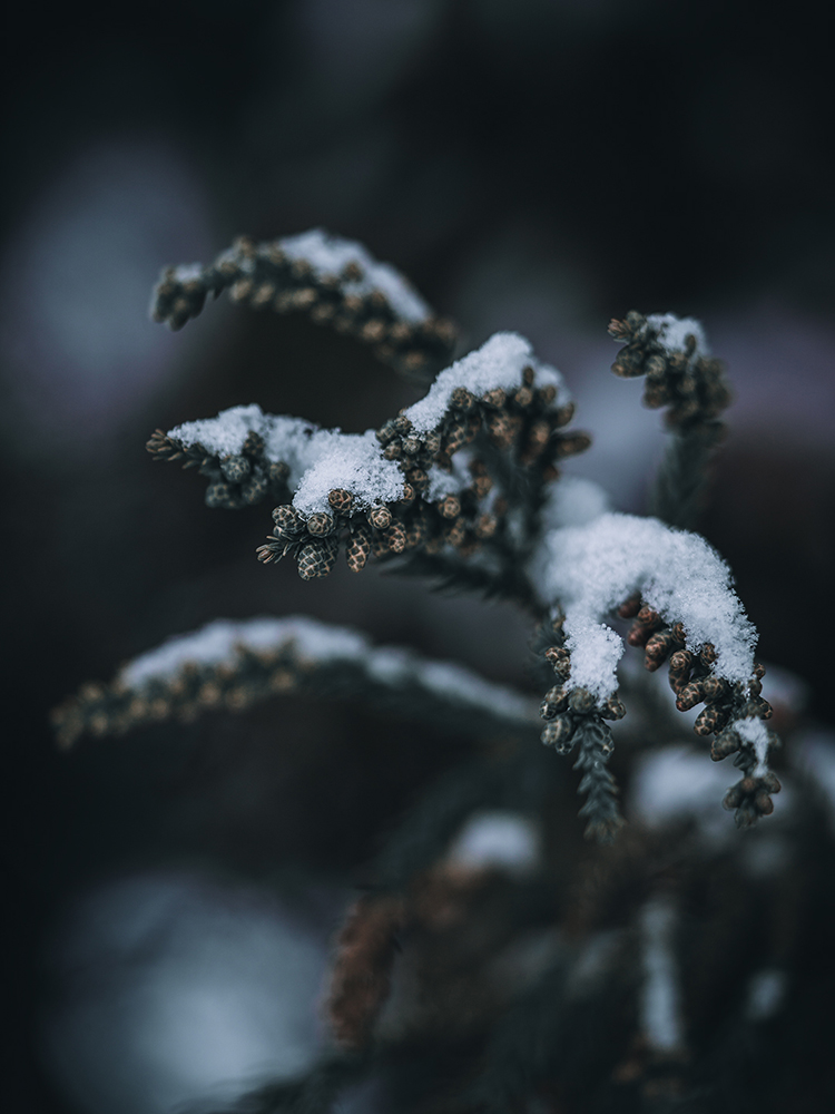 Natur Makro Wandbild Japanische Sicheltanne im Schnee von Tatjana Prawitz