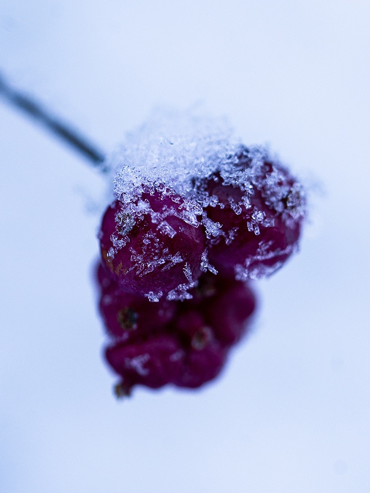 Natur Makro Hagebutte im Schnee Foto von Tatjana Prawitz
