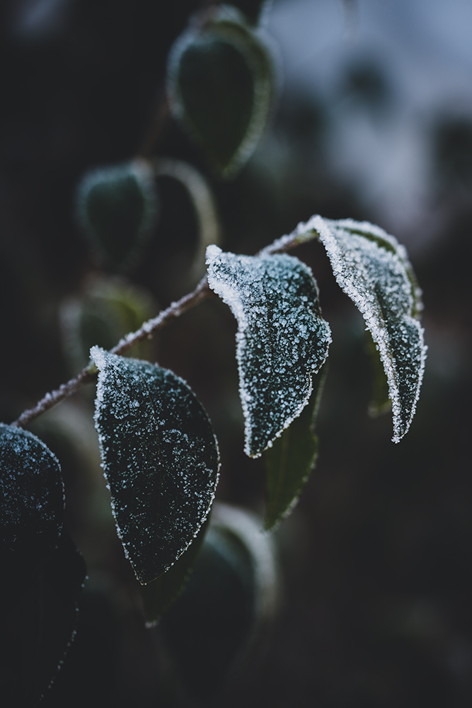 Natur Makro Blätter im Frost Foto von Tatjana Prawitz