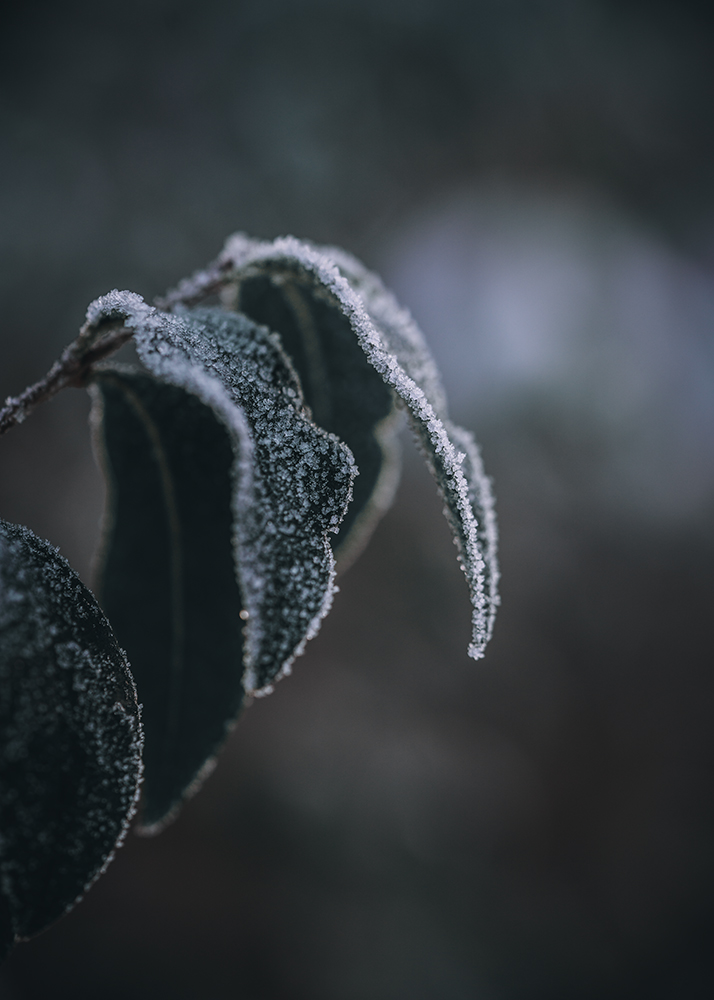 Natur Makro Foto von Tatjana Prawitz