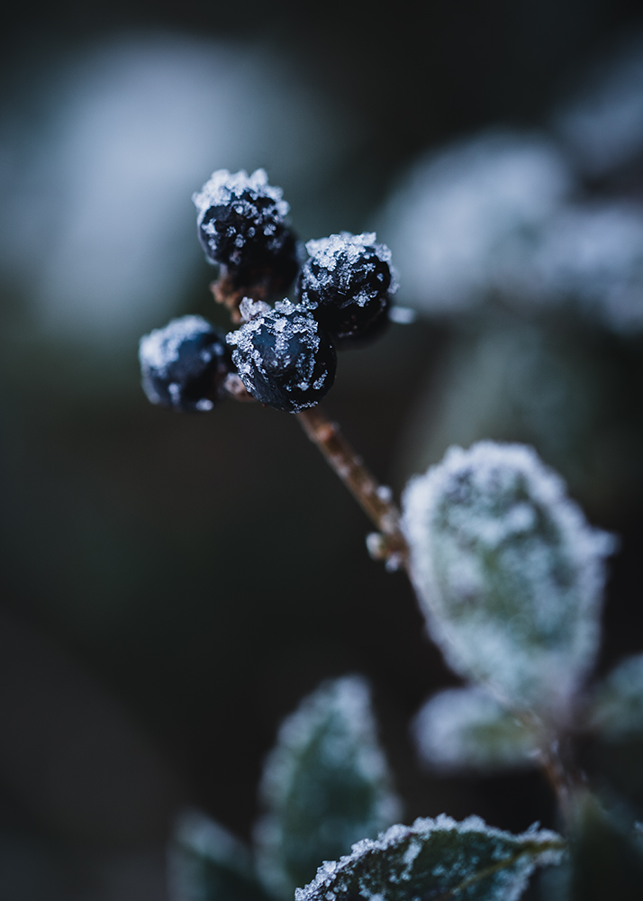 Natur Makro Foto von Tatjana Prawitz
