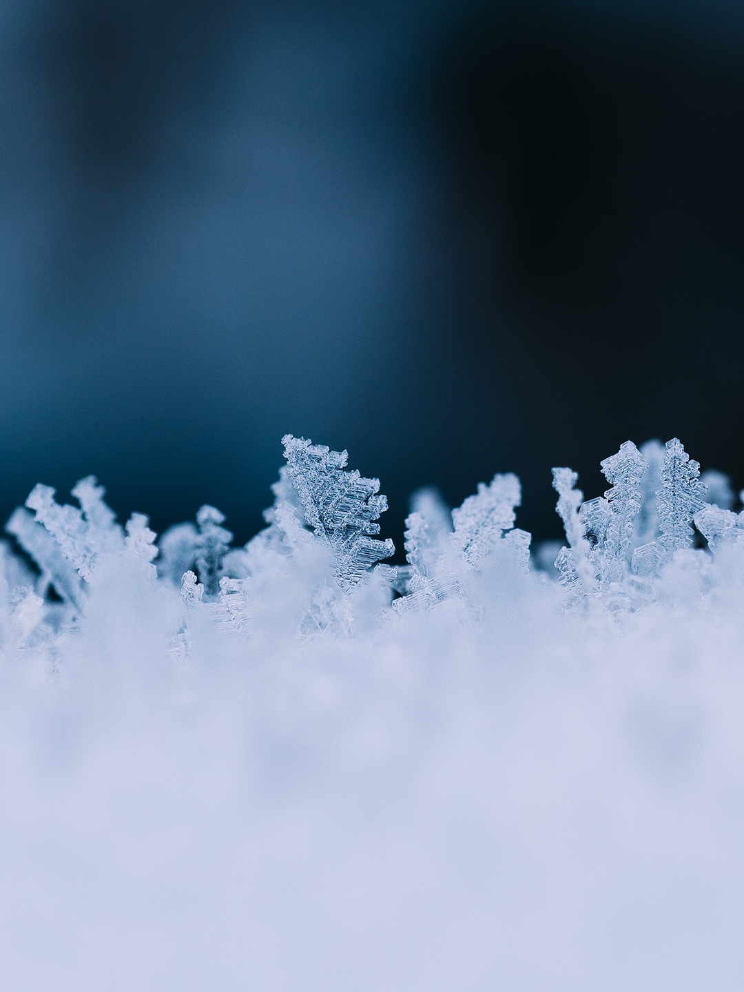 Natur Makro Foto von Tatjana Prawitz