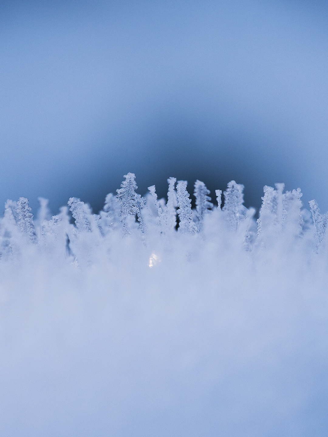 Natur Makro Eiskristalle Foto von Tatjana Prawitz