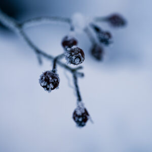 Natur Makro Wandbild Hagebutte im Frost von Tatjana Prawitz
