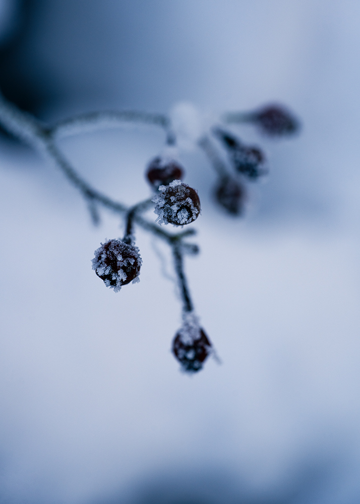 Natur Makro Wandbild Hagebutte im Frost von Tatjana Prawitz