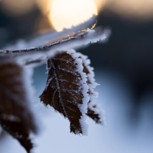 Natur Makro Wandbild Blatt einer Rotbuche im Frost von Tatjana Prawitz