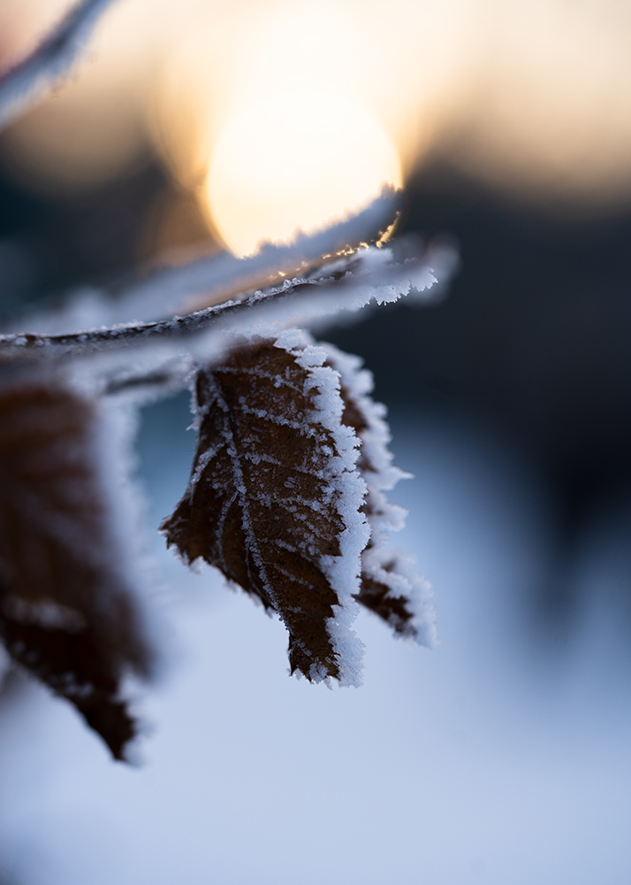 Natur Makro Wandbild Blatt einer Rotbuche im Frost von Tatjana Prawitz