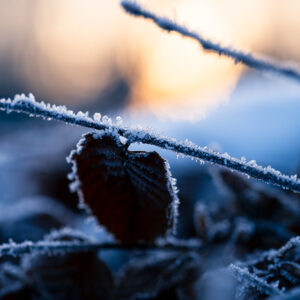 Natur Makro Wandbild Blatt einer Rotbuche im Frost Goldene Stunde von Tatjana Prawitz