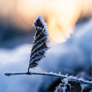 Natur Makro Wandbild Blatt einer Rotbuche im Frost von Tatjana Prawitz