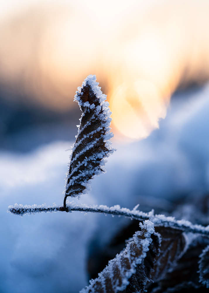 Natur Makro Wandbild Blatt einer Rotbuche im Frost von Tatjana Prawitz