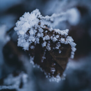 Natur Makro Wandbild Blatt einer Rotbuche im Frost von Tatjana Prawitz