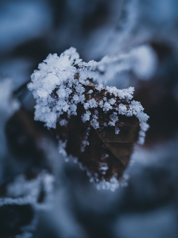 Natur Makro Wandbild Blatt einer Rotbuche im Frost von Tatjana Prawitz