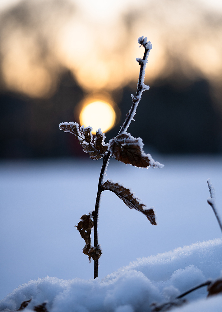 Natur Makro Zweig einer Rotbuche im Frost Foto von Tatjana Prawitz